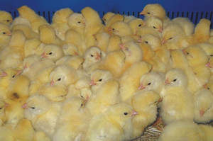 Выбор цыплят для разведения при покупке