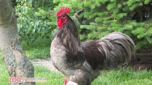 Как произошла породда кур Австралорп