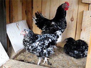 Австралорп: описание породы кур и её характеристики