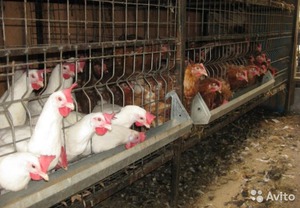 Корма для кур