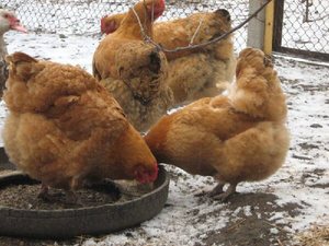 Чем кормить кур-несушек дома: лучшие виды корма для яйценоскости