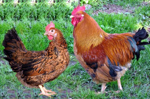 Кучинская юбилейная порода кур: описание, особенности и содержание
