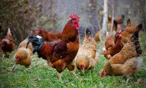 Особенности Кучинской Юбилейной породы кур 