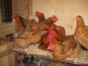 Особенности характера Кучинских кур