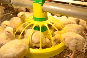 Какие витамины давать цыплят