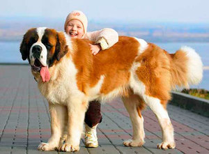 Характеристика собак сенбернаров