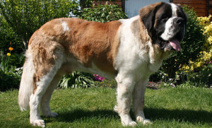 Сенбернар: описание породы, характер и цена щенка