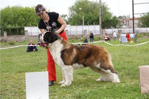 Особенности дрессировки сенбернаров