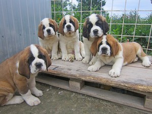 Стоимость сенбернаров и факторы на неё влияющие