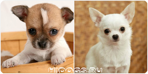 Современные клички для собак