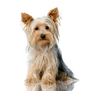 Клички для маленьких собак-мальчиков: как выбрать идеальное имя