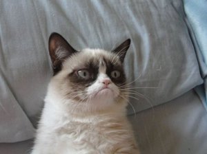 Самые известные коты и кошки в истории: удивительные истории