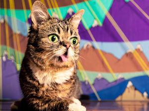 Известные коты