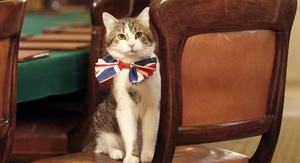 Самые популярные коты