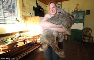 Какие породы кроликов лучше для разведения