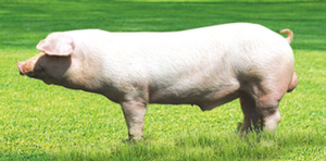 Свинья на лугу