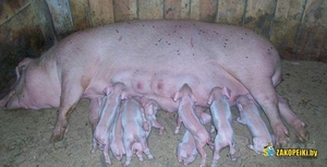 Поросята и свинья