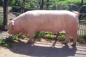 Свинья во дворе 