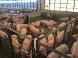 Загон для поросят