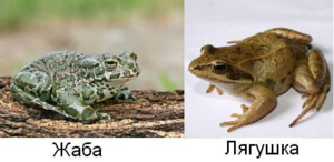 Жаба или лягушка: в чём разница между ними?