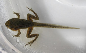 И жабы и лягушки развиваются из икры, проходя определенный цикл