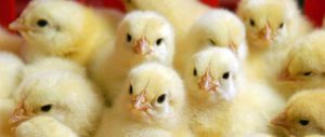 Здоровые цыплята