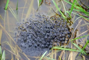 Лягушачья икра находится на поверхности водоемов