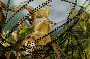 Жабы откладывают икру в виде ниточек, напоминающих бусы