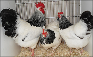 Порода кур Суссекс: описание, особенности и содержание