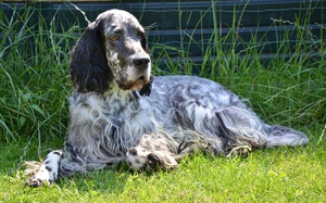 Лавераки на природе