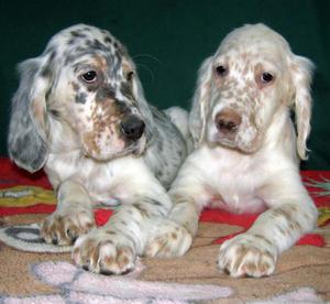 Подрощенные щенки сеттера 