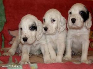 Щенки английского сеттера