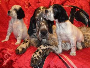 Щенки английского сеттера