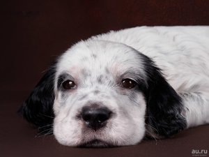 Как ухаживать за сеттером