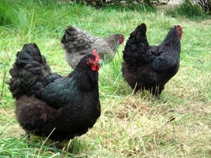 Выгул кур джерсийский гигант