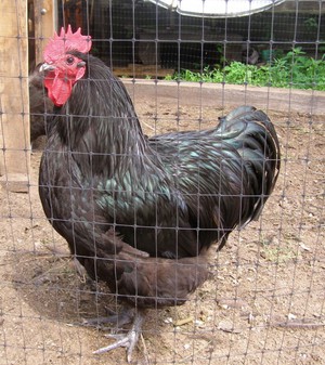 Джерсийский гигант питание