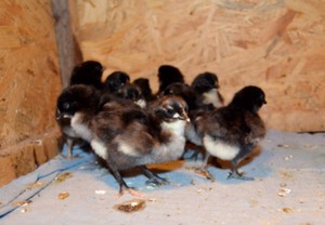 Порода кур джерсийский гигант и цыплята