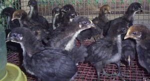 Джерсийский гигант