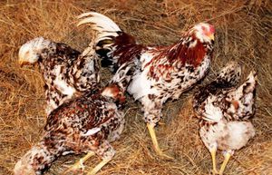 Минусы орловских кур