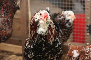 Курица орловской породы голова крупно