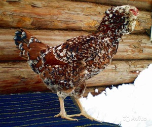 Красивая курица породы орловская ситцевая