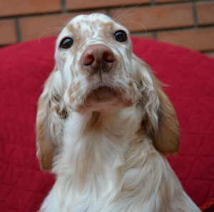 Портрет щенка