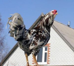 Петух орловской породы