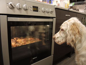 Питание английского сеттера 