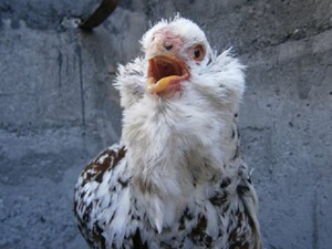 Голодная орловская курица