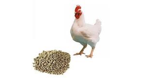 Комбикорм для бройлеров: состав, нормы кормления и особенности выбора