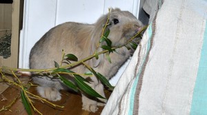 Полезные веточки для кроликов