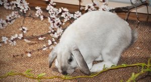 Кролик грызет ветку