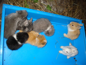 Маленькие кролики в тазике