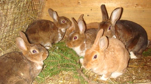 Ветки хвойных деревьев в рационе кроликов 